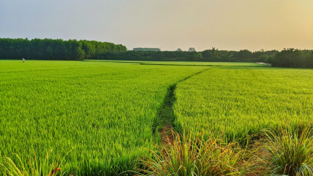 matta rice manufacturer in Kerala